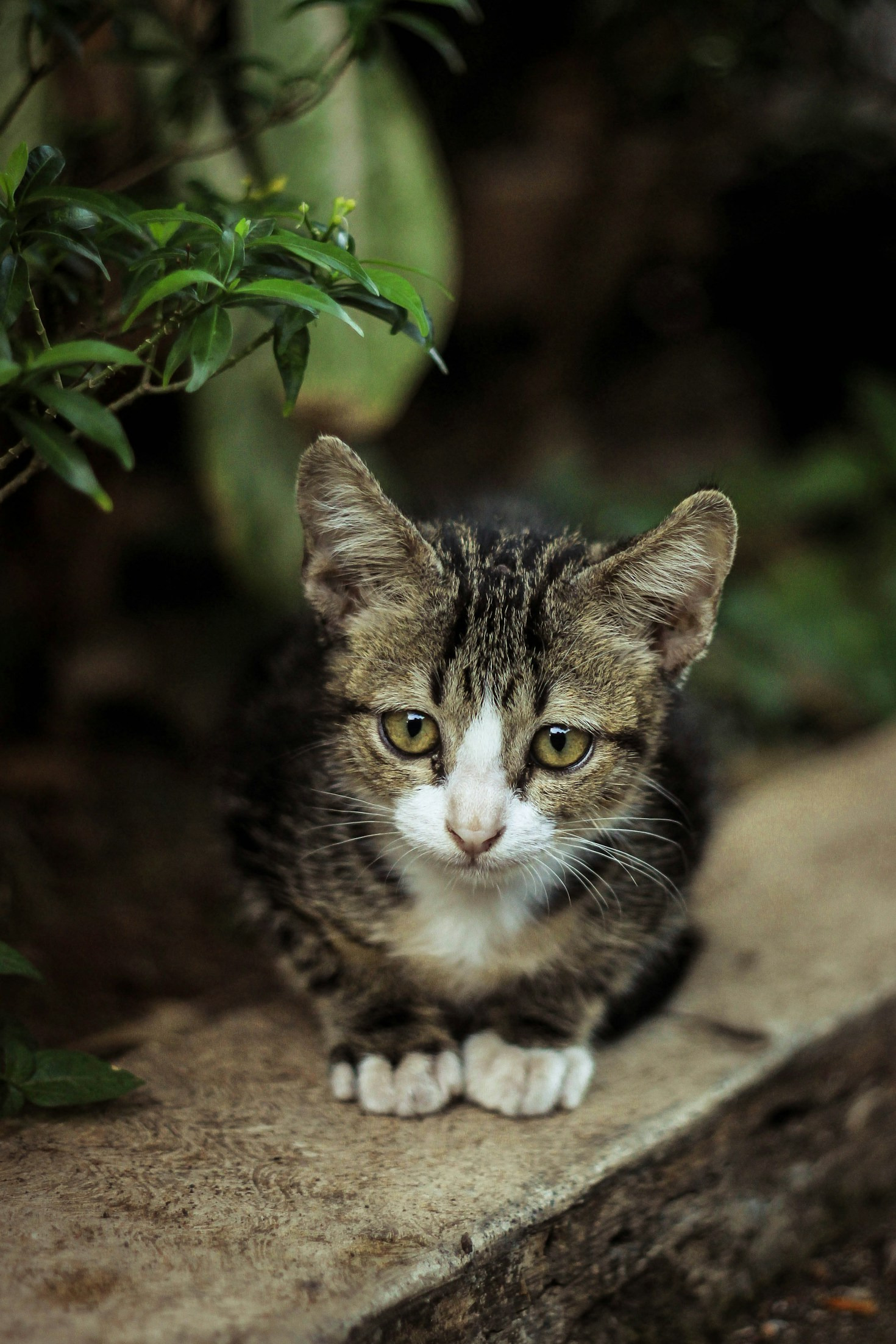 How To Support Your Local Animal Sanctuary