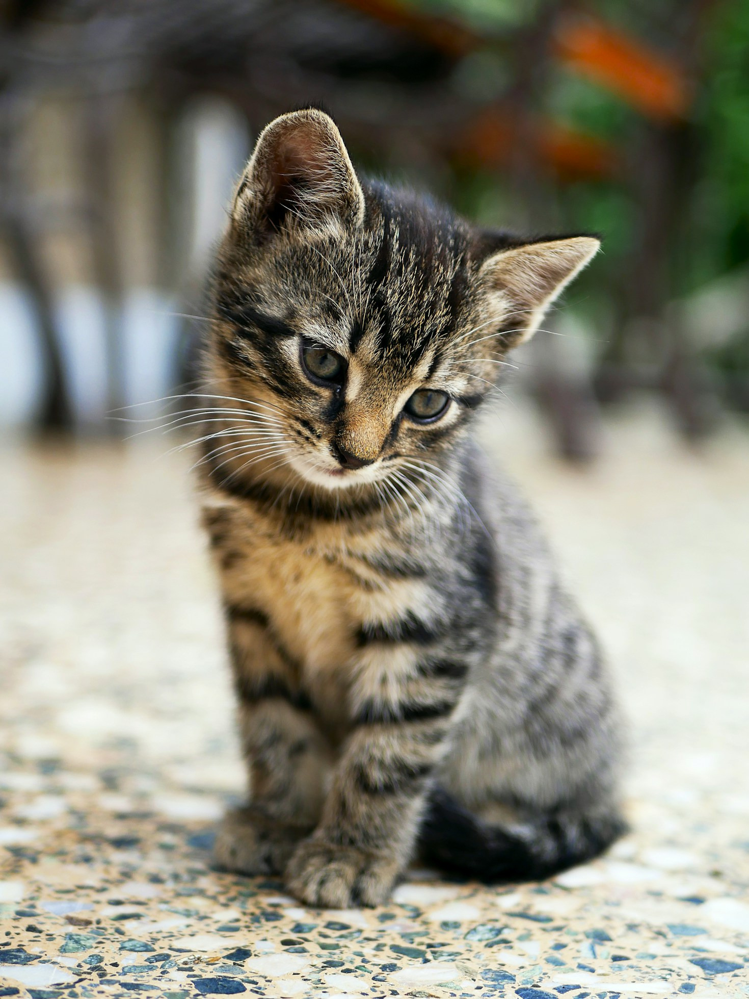 Building Stronger Connections With Your Rescue Pets