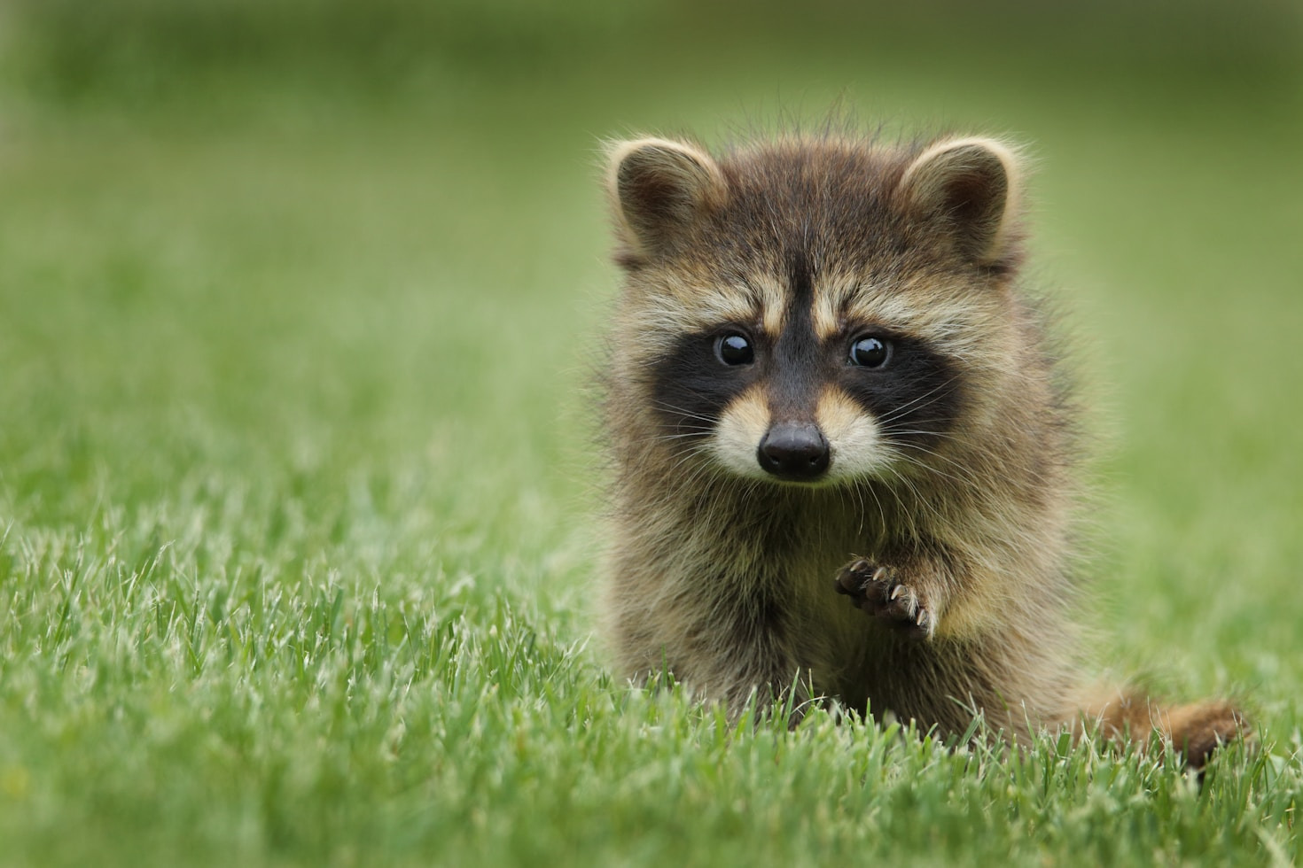 The Importance Of Wildlife Conservation In Cities