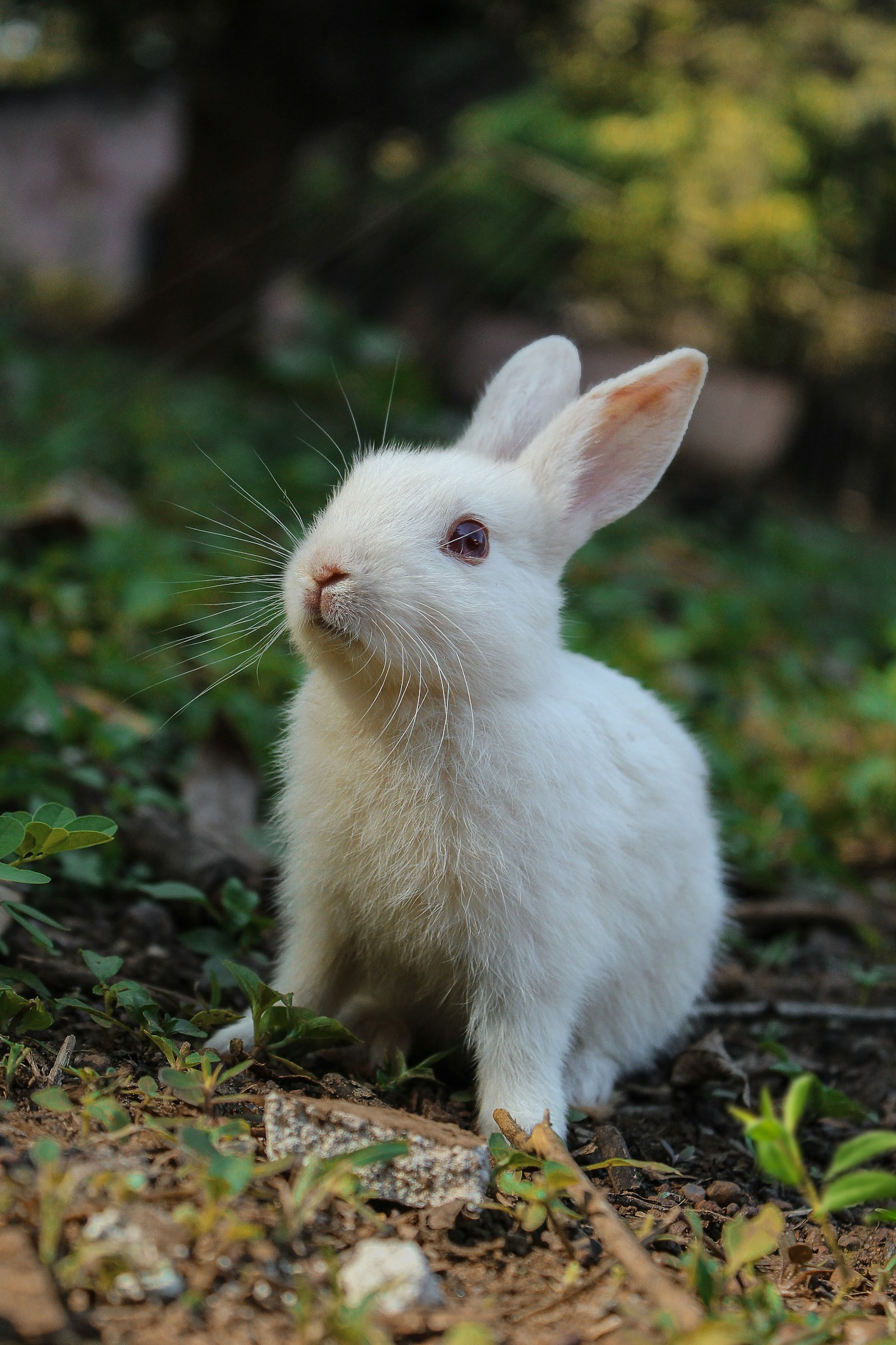 Navigating The Challenges Of Modern Animal Advocacy